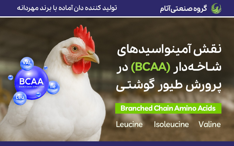 نقش آمینواسیدهای شاخه دار در پرورش طیور گوشتی